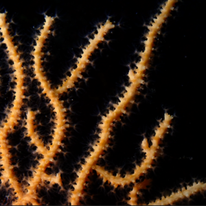 Dive - UW Foto Jana Subic Jurjavcic