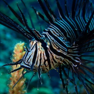 Dive - UW Foto Jana Subic Jurjavcic