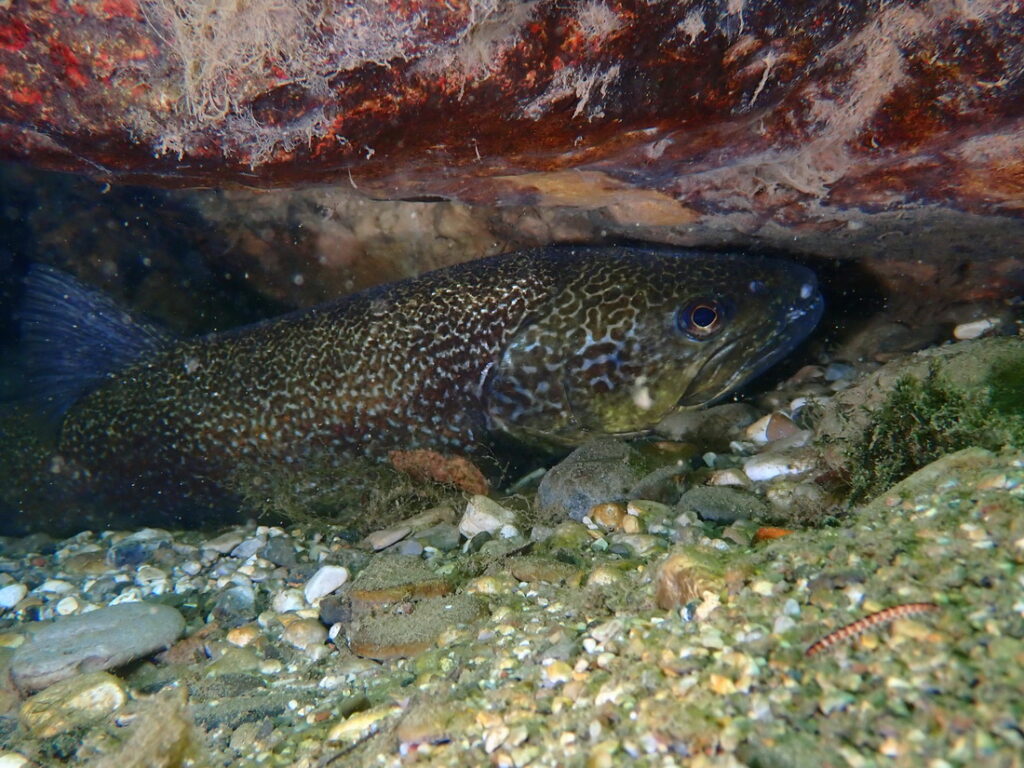 UW Jana Subic - fly fishing