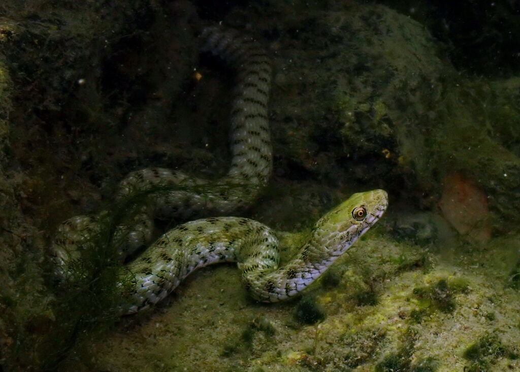 UW Jana Subic - kobranka