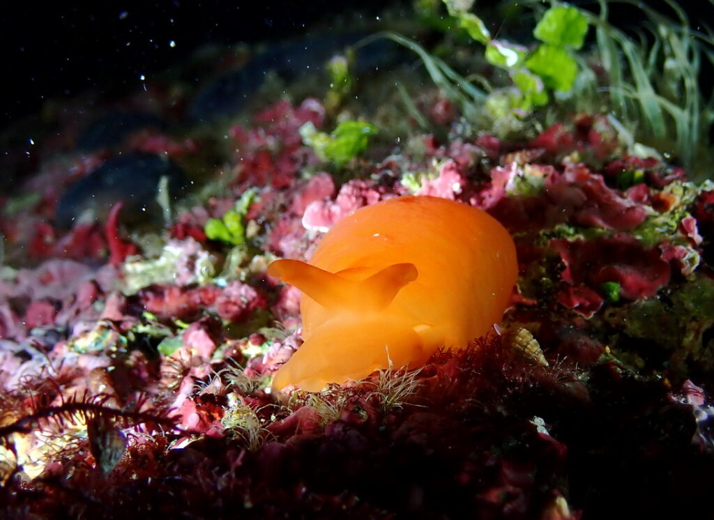 Berthella aurantiaca UW Jana Subic