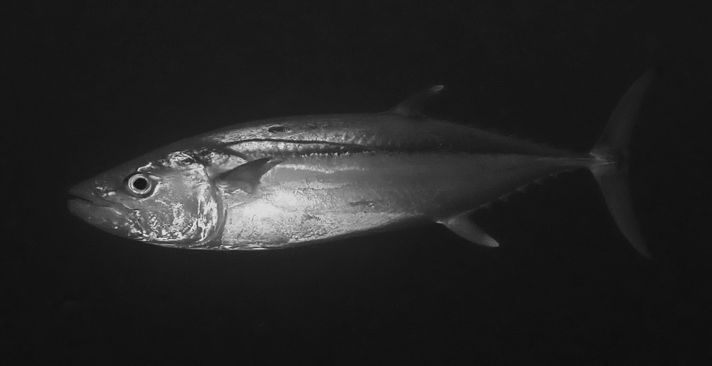 Jana Subic dive maldives