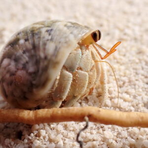 Jana Subic- Maldives